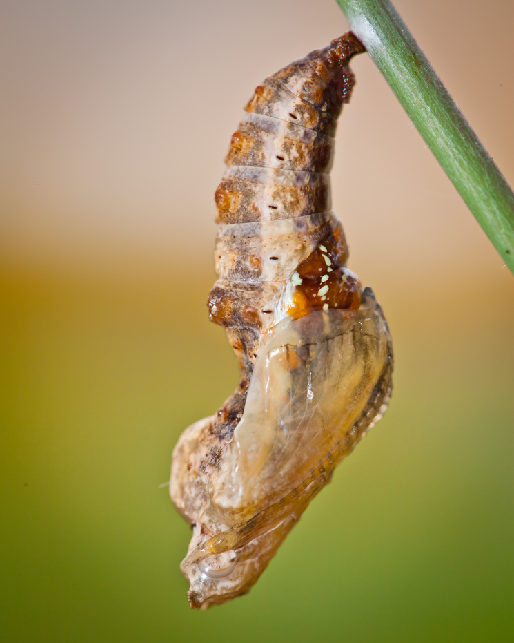 Butterfly Chrysalis